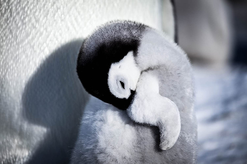 Snow Chick: A Penguin's Tale (BBC)
