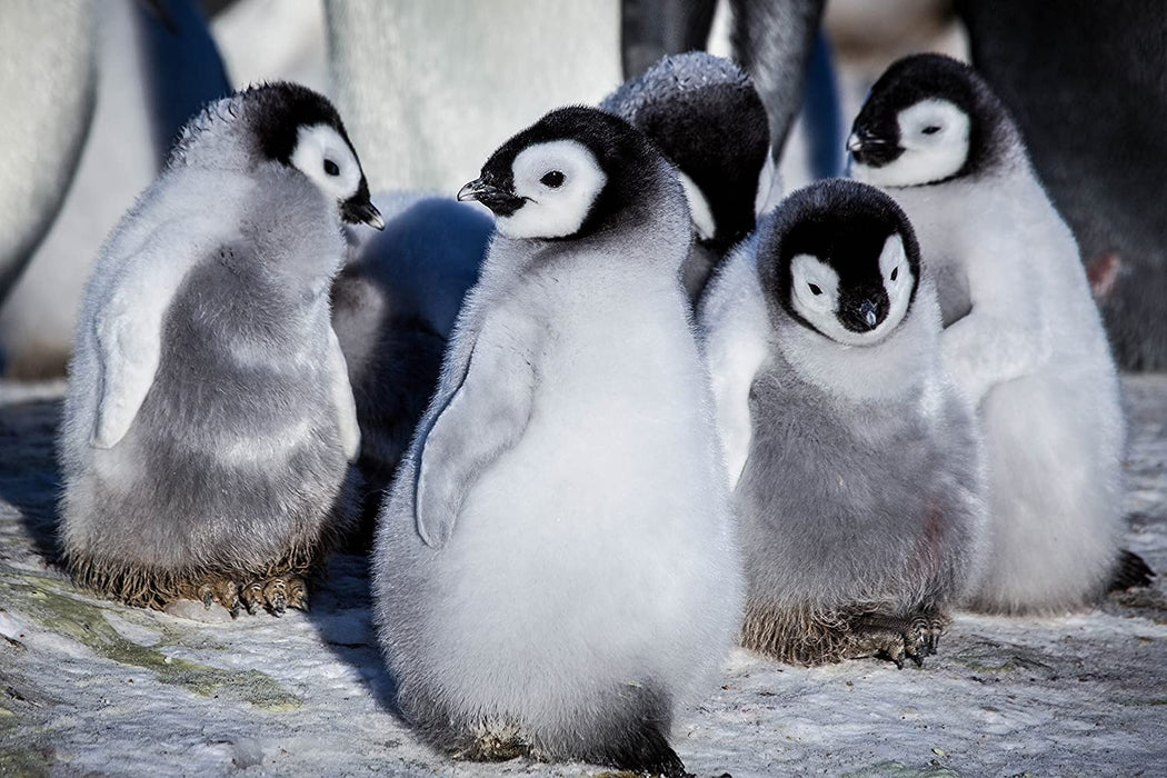 Snow Chick: A Penguin's Tale (BBC)