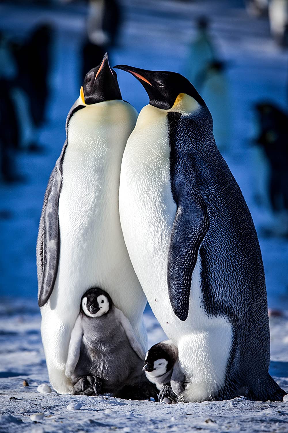 Snow Chick: A Penguin's Tale (BBC)