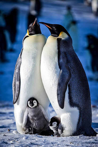 Snow Chick: A Penguin's Tale (BBC)