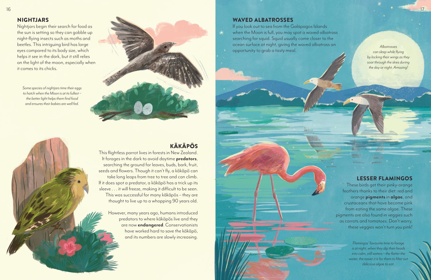 Into the Dark: A new non-fiction illustrated gift book for ages 6+ about nighttime animals