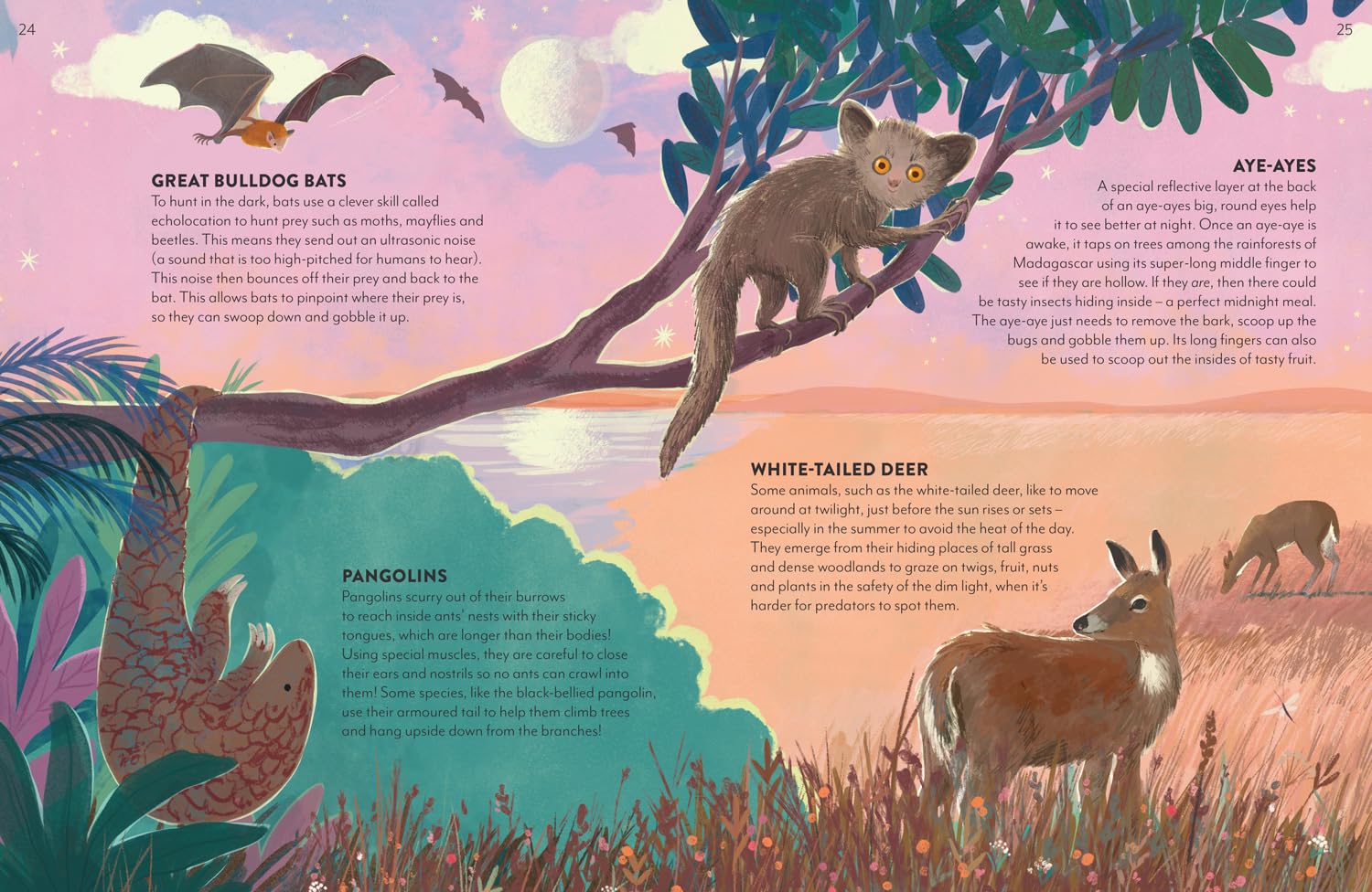 Into the Dark: A new non-fiction illustrated gift book for ages 6+ about nighttime animals