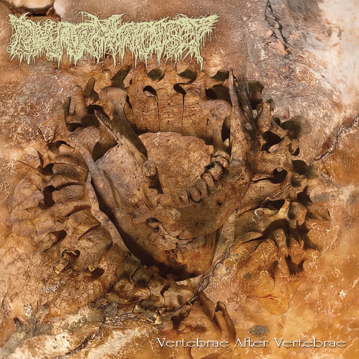 Vertebrae After Vertebrae
