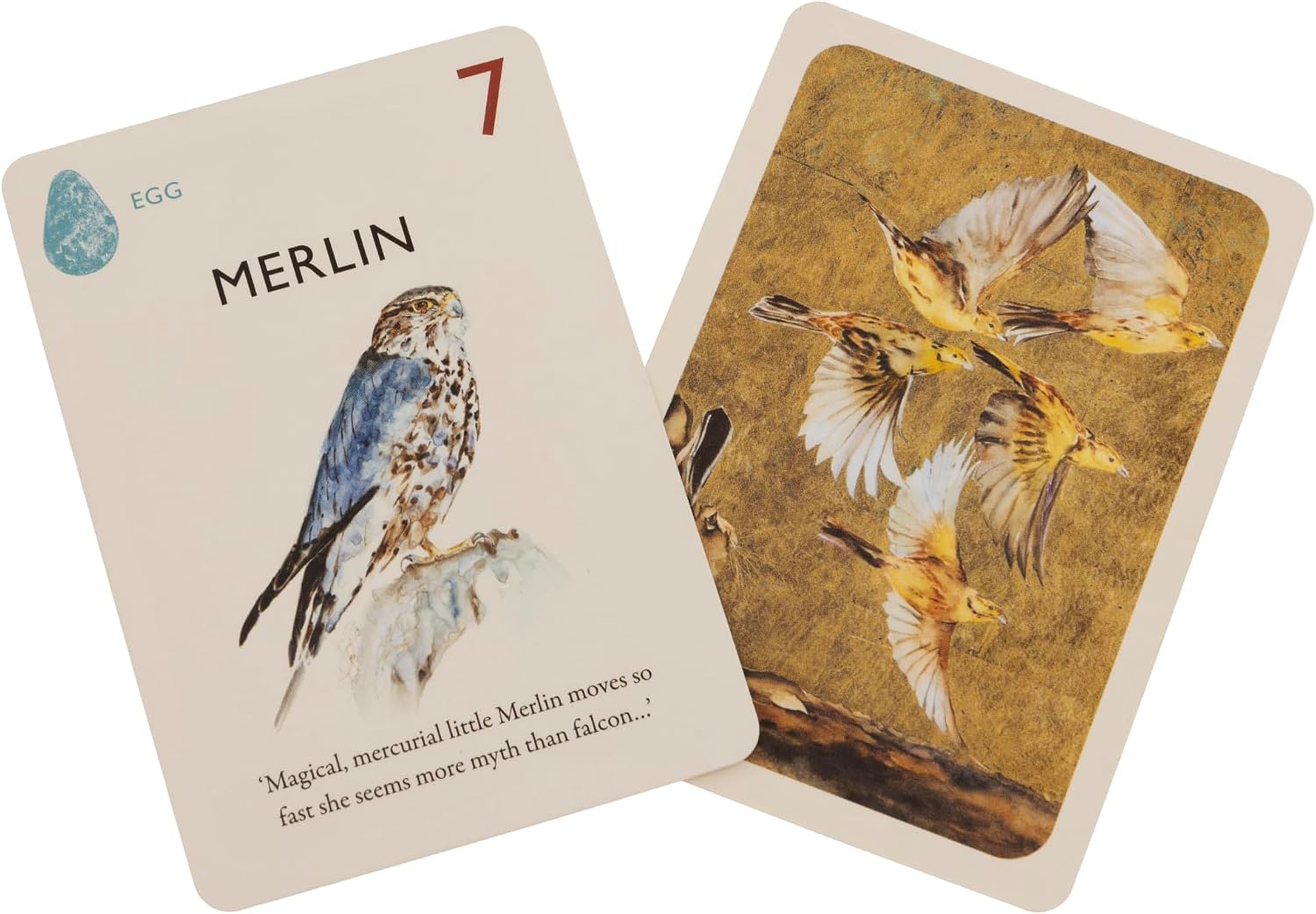Game of Birds Strategy Card Game | Learn Bird Conservation Through Competitive Gameplay | 35 Unique Bird Cards | 1-4 Players Ages 8+