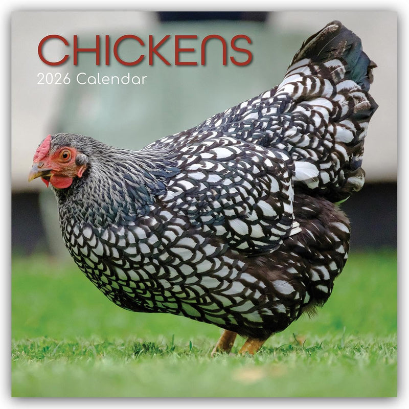 Chickens – Hühner 2026 – 16-Monatskalender: Original Gifted Stationery-Kalender