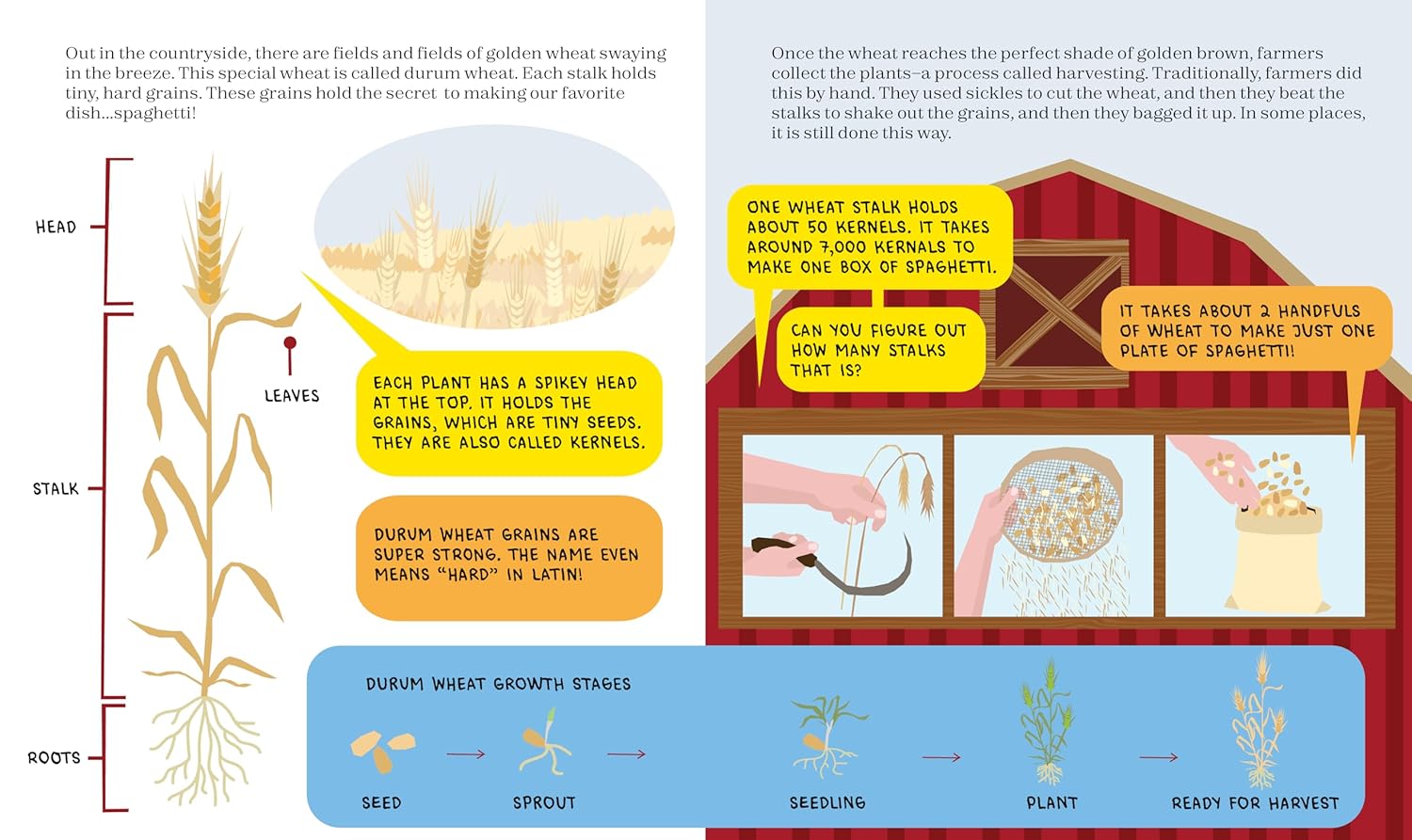Spaghetti Science: The Chemistry, History and Art of Pasta