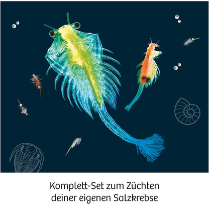 Kosmos Pekelkreeftjes Kweken