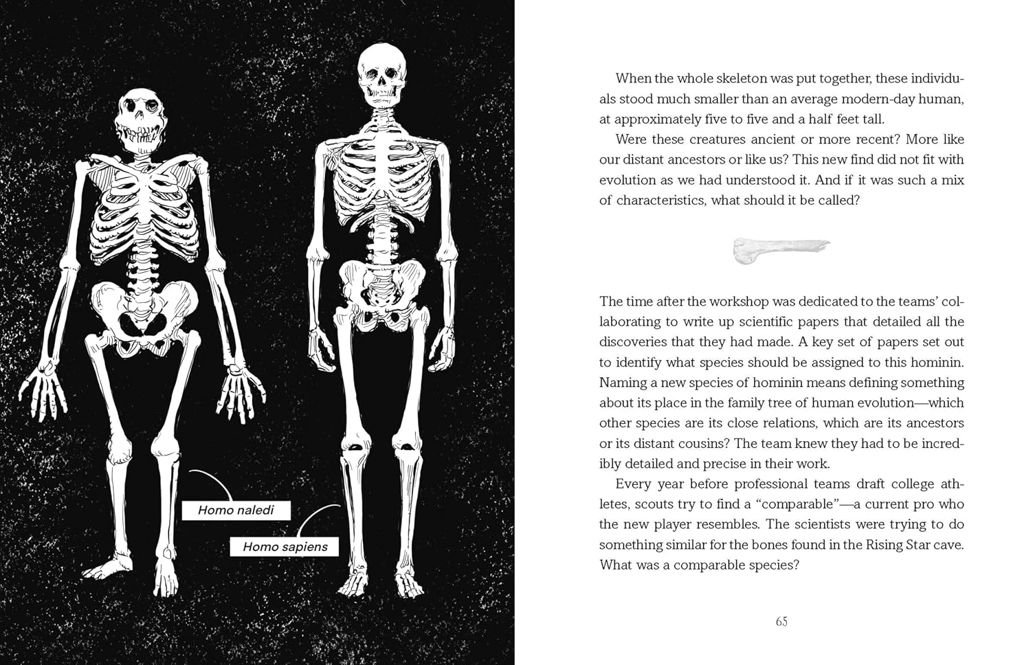 Reading the Bones: Homo Naledi and the Mysteries of Human Evolution