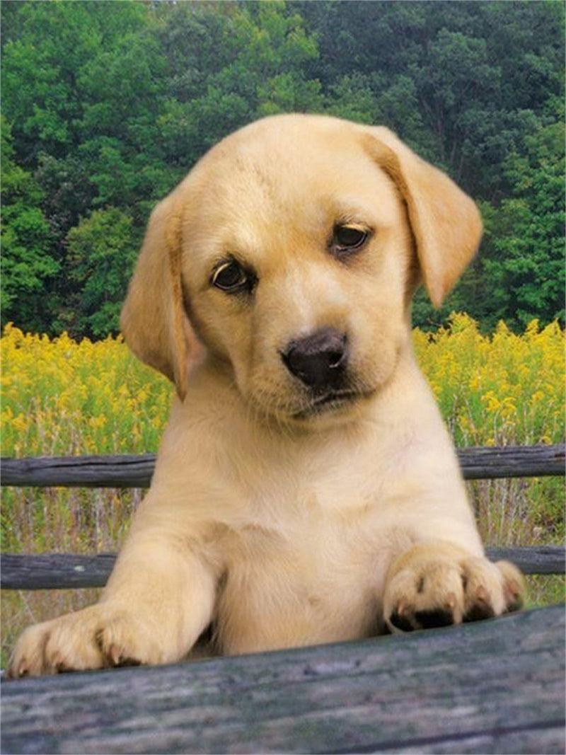 Clementoni 39070.0 - Puzzle Cute Puppy, 1000 teilig