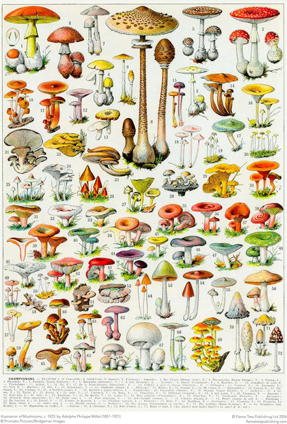 Adult Sustainable Jigsaw Puzzle Mushrooms & Fungi by Adolphe Philippe Millot: 1000-pieces. Ethical, Sustainable, Earth-friendly