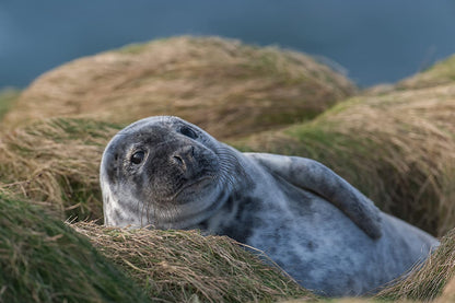 Highlands: Scotland's Wild Heart DVD