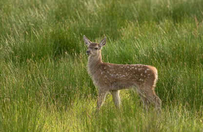 Highlands: Scotland's Wild Heart DVD