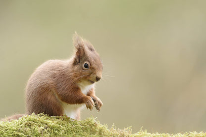 Highlands: Scotland's Wild Heart DVD