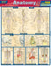 Anatomy
