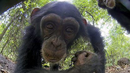 Spy in the Wild (BBC)