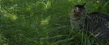 Tomcat