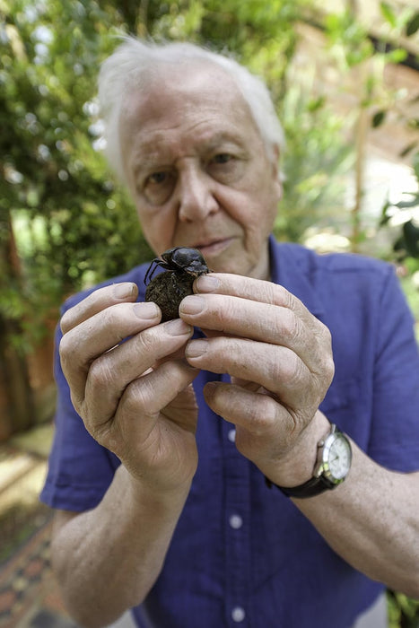 David Attenborough's Natural Curiosities - Series 4