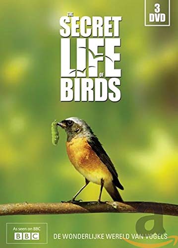 Secret life of birds