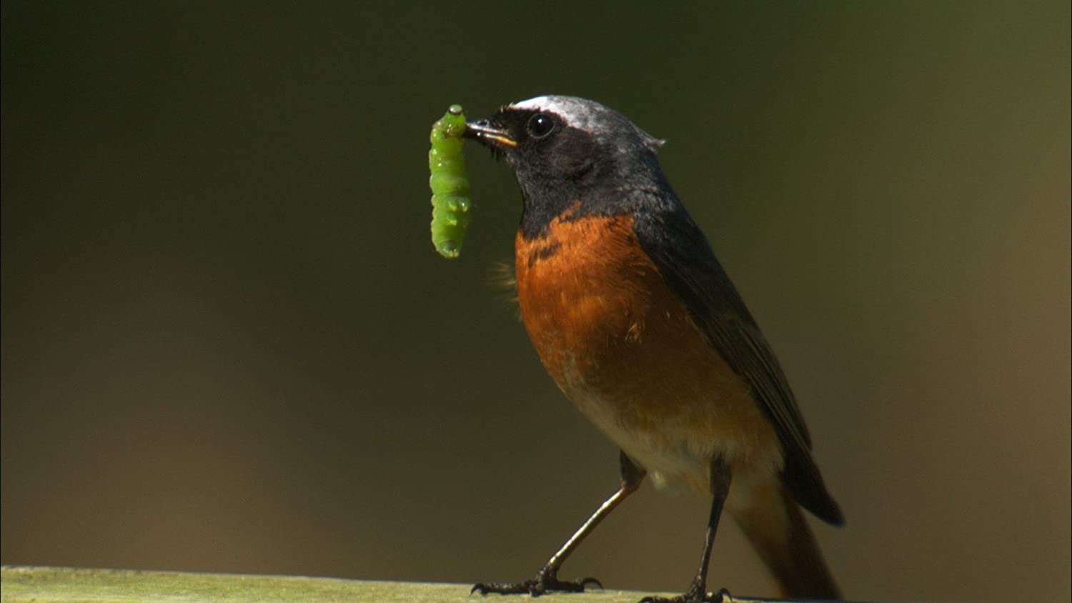 Secret life of birds