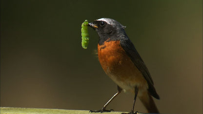 Secret life of birds