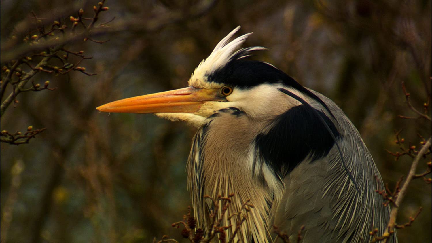 Secret life of birds