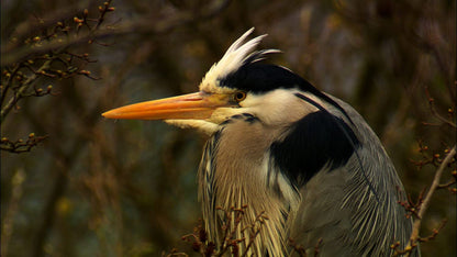 Secret life of birds