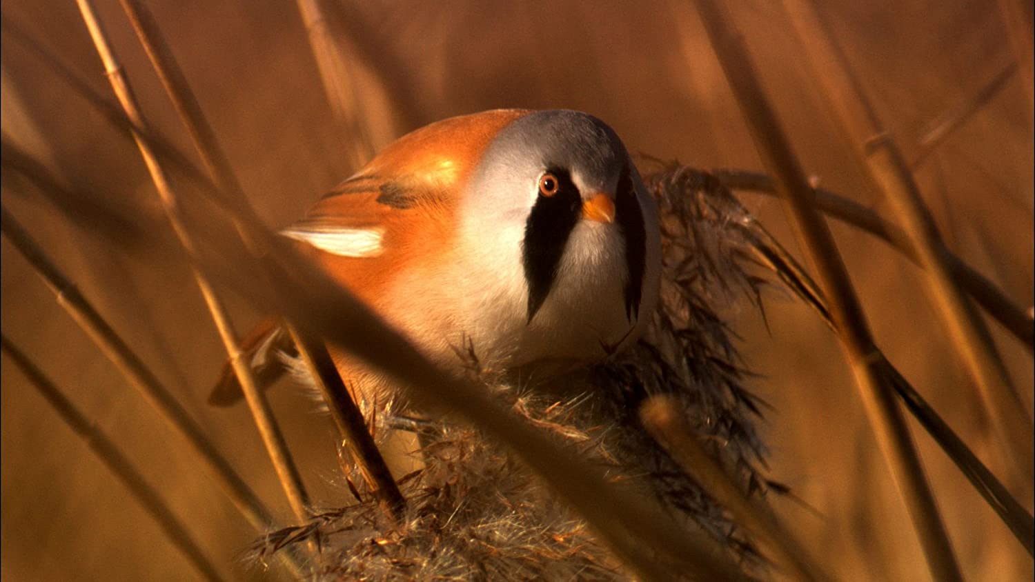 Secret life of birds