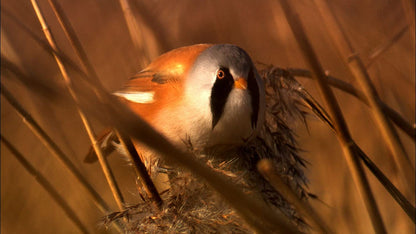 Secret life of birds