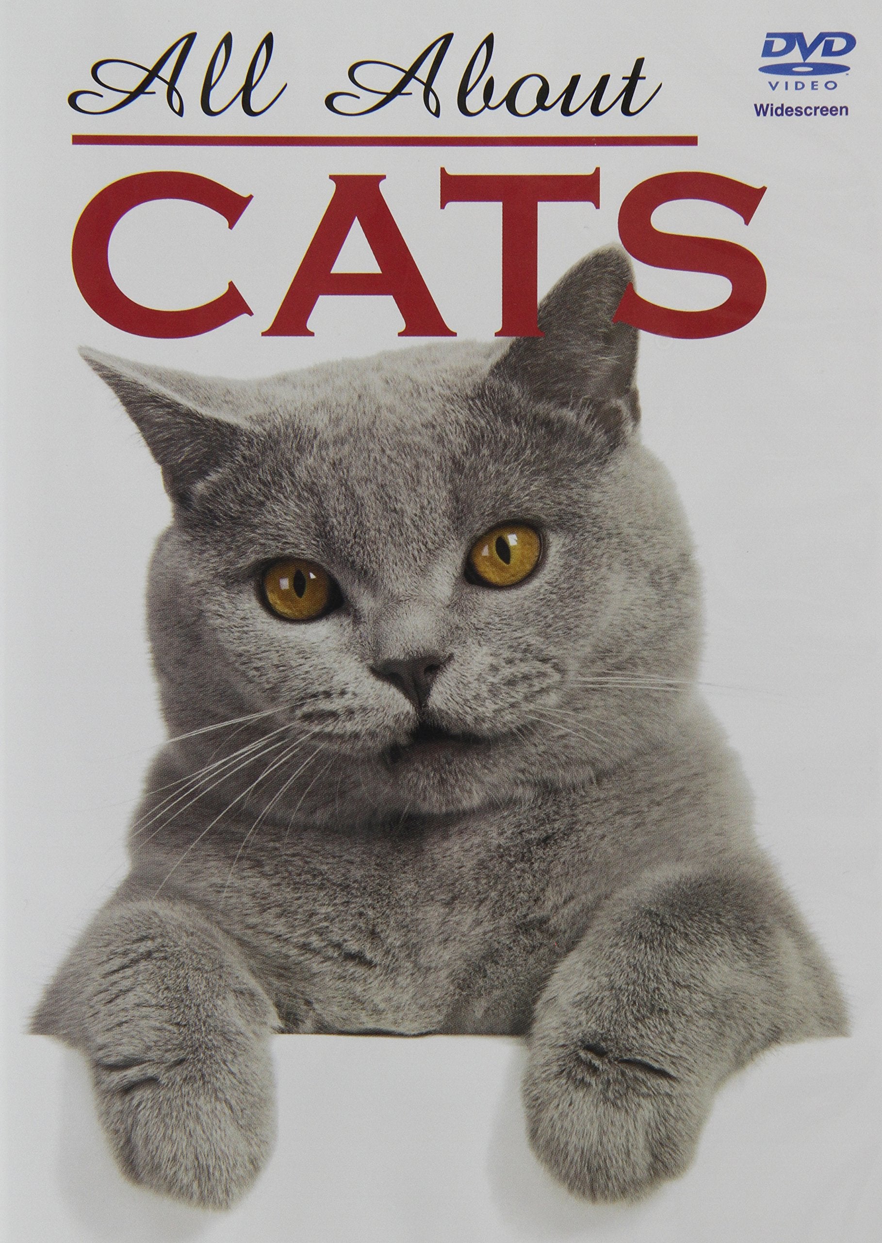All About Cats