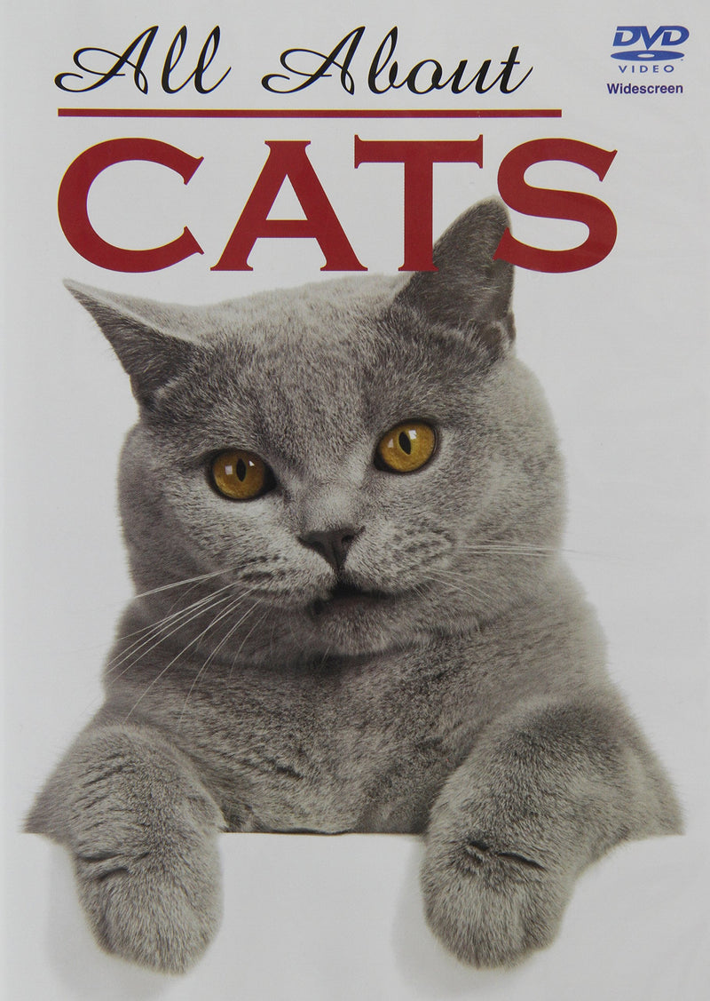 All About Cats