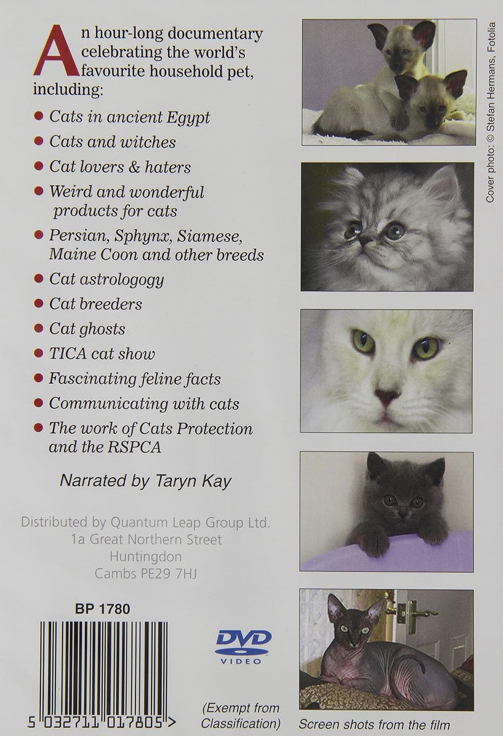 All About Cats