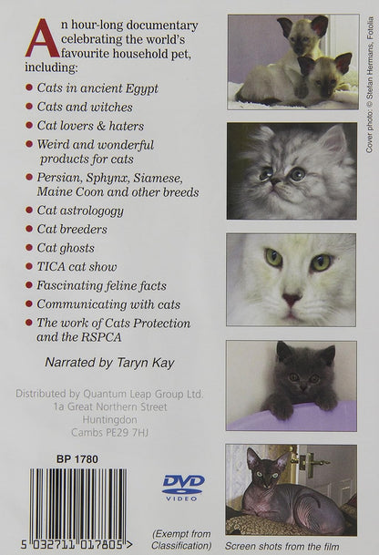 All About Cats