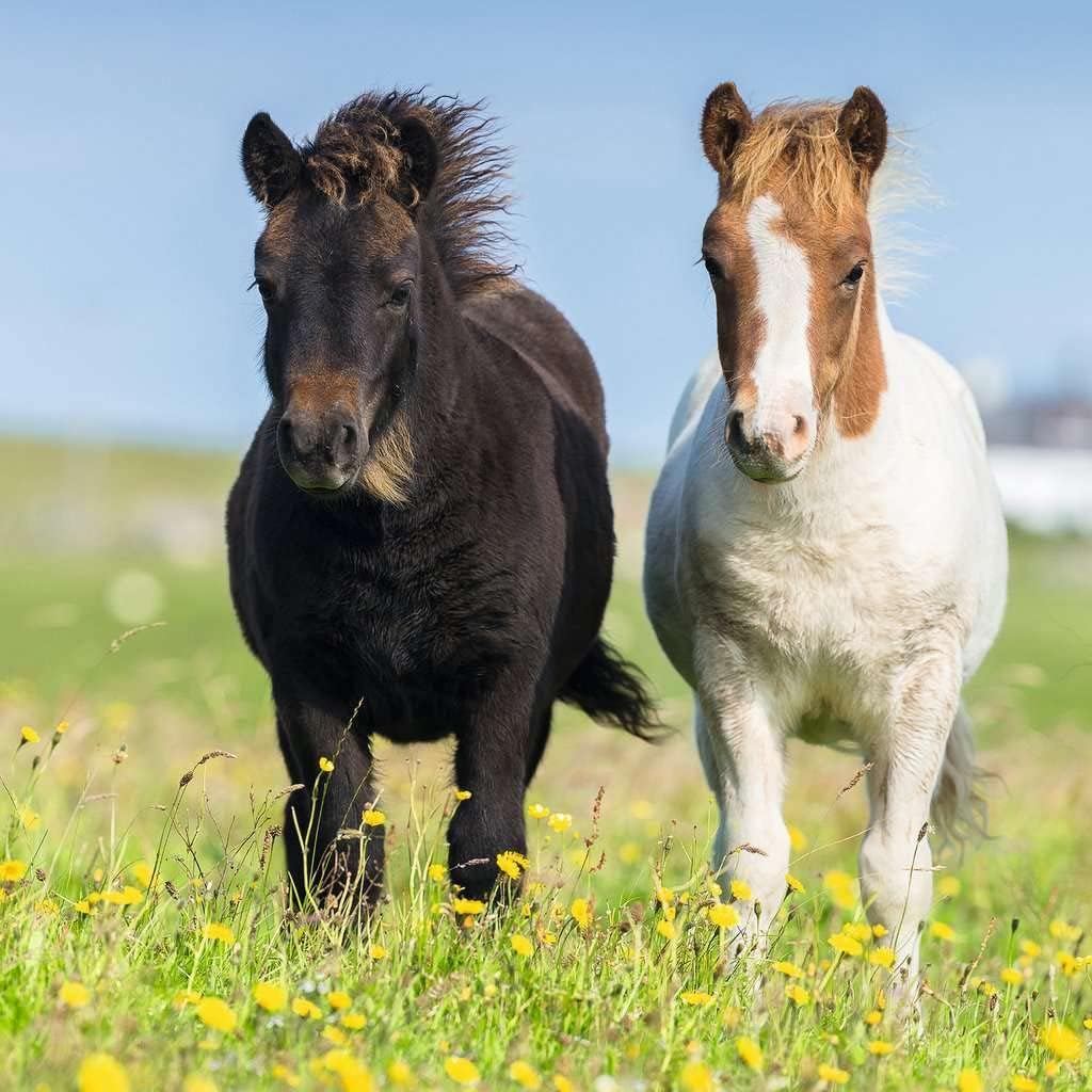 Schattige Pony`s (3x49 Stukjes)