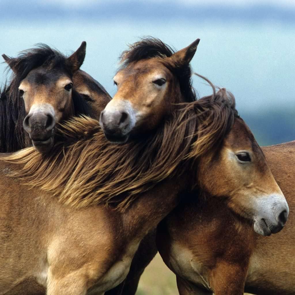 Schattige Pony`s (3x49 Stukjes)