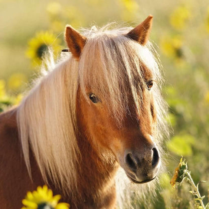 Schattige Pony`s (3x49 Stukjes)