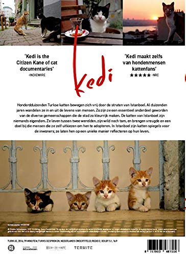 Kedi