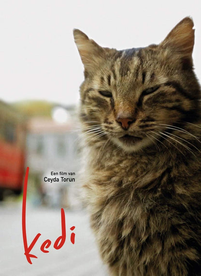 Kedi