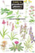 Guide to Grassland Plants 2