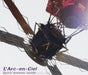 Spirit Dreams Inside-Another d