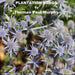 Plantation Songs
