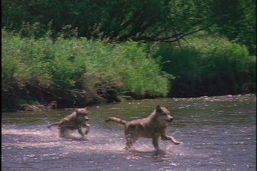 Wild Animal Baby: A Tall Tail & Other Stories