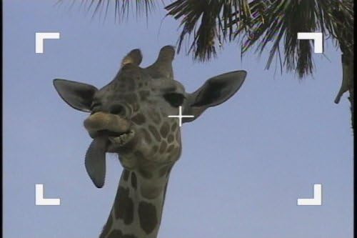 Wild Animal Baby: A Tall Tail & Other Stories