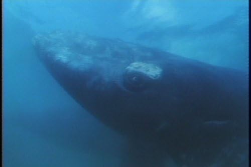 Wild Animal Baby: Flying Whales & Other Stories