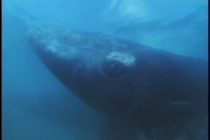 Wild Animal Baby: Flying Whales & Other Stories