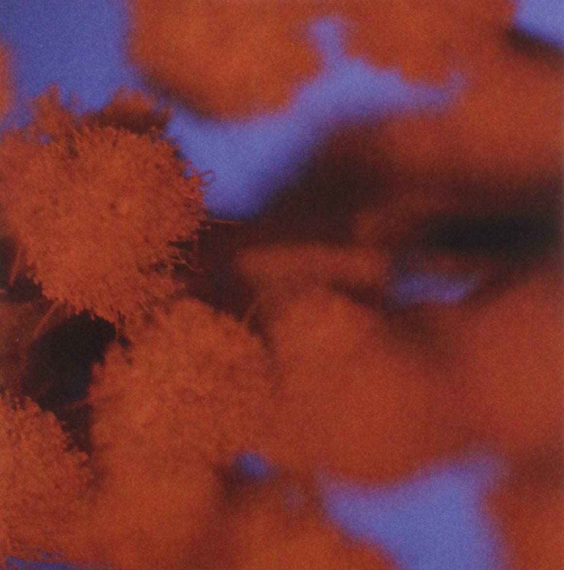 Palo Santo -Ltd-