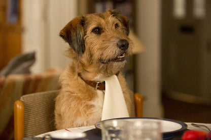 Absolutely Anything