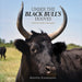 Under the Black Bull’s Hooves