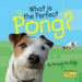 What is the Perfect Pong?
