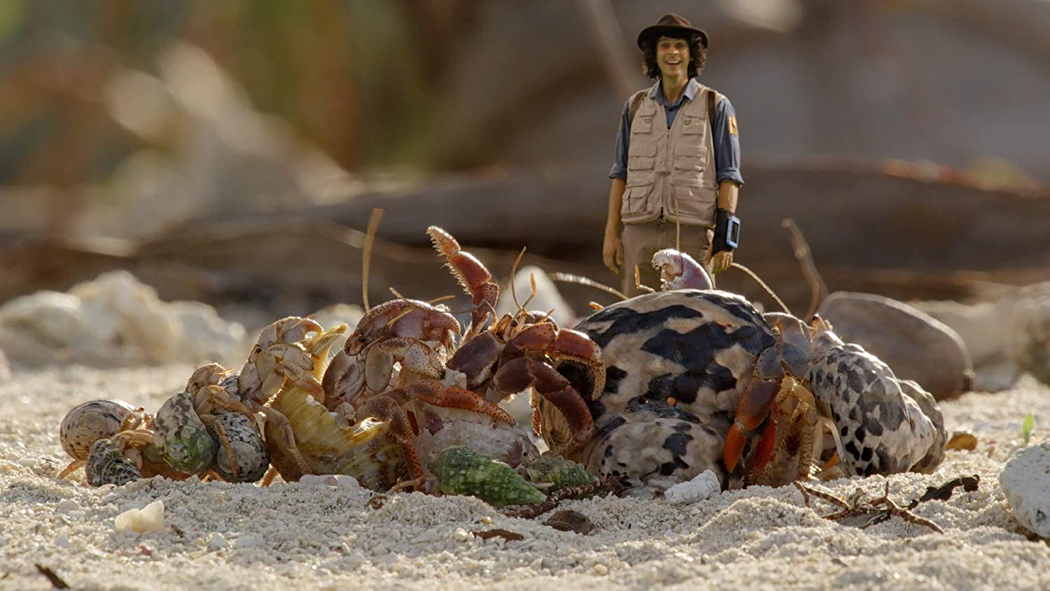 Andy's Safari Adventures: Hermit Crabs & other stories