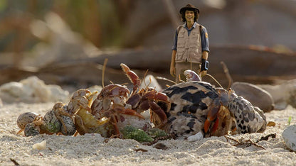 Andy's Safari Adventures: Hermit Crabs & other stories